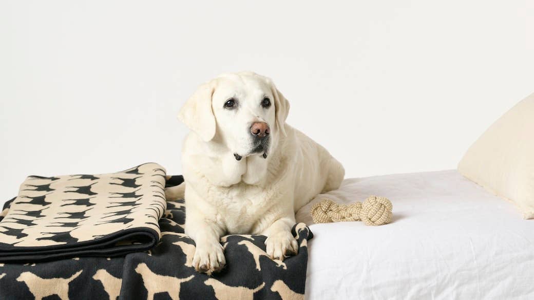 Labrador Midi Blanket