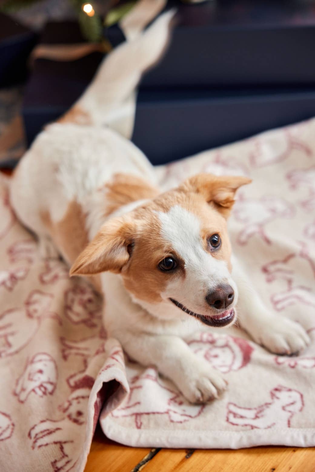 ChappyWrap Santa Puppies Mini Blanket